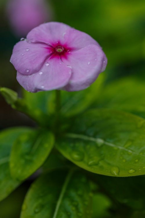 MIKE DEAL / WINNIPEG FREE PRESS
A Catharanthus Roseus flower in the Buller Greenhouse. 
In 2014 the new manager of the greenhouse, Dr. Carla Zelmer, decided that the Buller Greenhouse should be enjoyed by the wider U of M community. Up until then the greenhouse was only open to instructors and researchers of the Biological Sciences Department. Now the greenhouse is open to the public Monday to Friday from 9 a.m. until noon.
190118 - Friday, January 18, 2019.