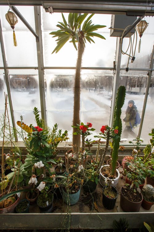 MIKE DEAL / WINNIPEG FREE PRESS
Students walk past the windows of the Buller Greenhouse. 
In 2014 the new manager of the greenhouse, Dr. Carla Zelmer, decided that the Buller Greenhouse should be enjoyed by the wider U of M community. Up until then the greenhouse was only open to instructors and researchers of the Biological Sciences Department. Now the greenhouse is open to the public Monday to Friday from 9 a.m. until noon.
190118 - Friday, January 18, 2019.