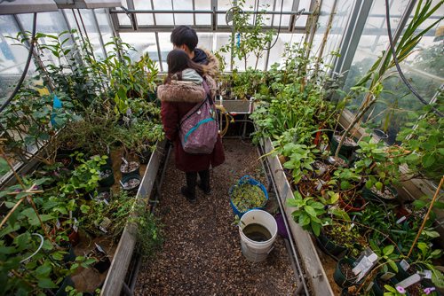 MIKE DEAL / WINNIPEG FREE PRESS
Students Tatsuya Nagayoshi and Sheena Oguri check out the Medicinal, Aromatic Herb and Vegetable room in the Buller Greenhouse. 
In 2014 the new manager of the greenhouse, Dr. Carla Zelmer, decided that the Buller Greenhouse should be enjoyed by the wider U of M community. Up until then the greenhouse was only open to instructors and researchers of the Biological Sciences Department. Now the greenhouse is open to the public Monday to Friday from 9 a.m. until noon.
190118 - Friday, January 18, 2019.