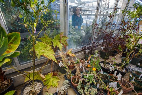 MIKE DEAL / WINNIPEG FREE PRESS
Jo-Anne Joyce with the Department of Biological Science at the University of Manitoba, takes care of the plants in the Buller Greenhouse.
190117 - Thursday, January 17, 2019.