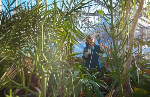 MIKE DEAL / WINNIPEG FREE PRESS
Jo-Anne Joyce with the Department of Biological Science at the University of Manitoba, takes care of the plants in the Buller Greenhouse.
190117 - Thursday, January 17, 2019.