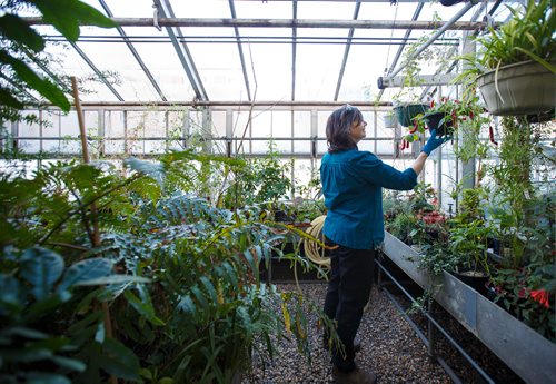 MIKE DEAL / WINNIPEG FREE PRESS
Jo-Anne Joyce with the Department of Biological Science at the University of Manitoba, takes care of the plants in the Buller Greenhouse.
190117 - Thursday, January 17, 2019.