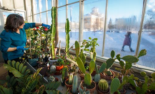 MIKE DEAL / WINNIPEG FREE PRESS
Jo-Anne Joyce with the Department of Biological Science at the University of Manitoba, takes care of the plants in the Buller Greenhouse.
190117 - Thursday, January 17, 2019.