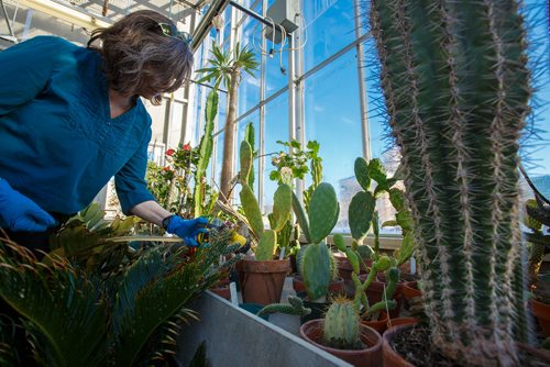 MIKE DEAL / WINNIPEG FREE PRESS
Jo-Anne Joyce with the Department of Biological Science at the University of Manitoba, takes care of the plants in the Buller Greenhouse.
190117 - Thursday, January 17, 2019.