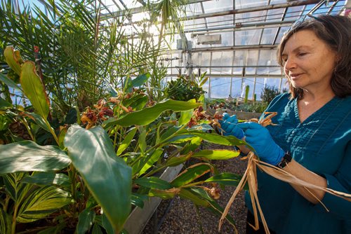 MIKE DEAL / WINNIPEG FREE PRESS
Jo-Anne Joyce with the Department of Biological Science at the University of Manitoba, takes care of the plants in the Buller Greenhouse.
190117 - Thursday, January 17, 2019.