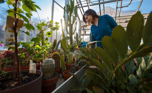 MIKE DEAL / WINNIPEG FREE PRESS
Jo-Anne Joyce with the Department of Biological Science at the University of Manitoba, takes care of the plants in the Buller Greenhouse.
190117 - Thursday, January 17, 2019.