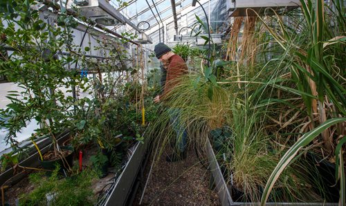 MIKE DEAL / WINNIPEG FREE PRESS
Student Jeremy Baker walks through the Subtropical Zone and Grasses room in the Buller Greenhouse. 
In 2014 the new manager of the greenhouse, Dr. Carla Zelmer, decided that the Buller Greenhouse should be enjoyed by the wider U of M community. Up until then the greenhouse was only open to instructors and researchers of the Biological Sciences Department. Now the greenhouse is open to the public Monday to Friday from 9 a.m. until noon.
190118 - Friday, January 18, 2019.
