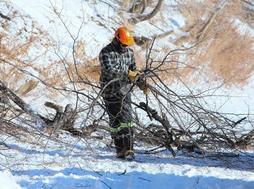 RUTH BONNEVILLE / WINNIPEG FREE PRESS
Standup

City of Wpg. arborists  take down an elm tree that has dutch elms disease on the Assiniboine River near Bourkevale Park Monday morning.
  
January 28th,  2019
