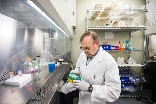 MIKAELA MACKENZIE / WINNIPEG FREE PRESS
Professor of medical microbiology at the University of Manitoba Kevin Coombs harvests samples of zika virus in his lab, where he researches viruses and influenza, at the John Buhler Research Centre in Winnipeg on Monday, Feb. 11, 2019.
Winnipeg Free Press 2019.