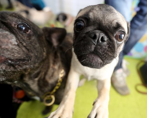 TREVOR HAGAN / WINNIPEG FREE PRESS
A meeting of pug enthusiasts and related breeds gathered at Central Bark on Portage Avenue, Sunday, February 17, 2019.