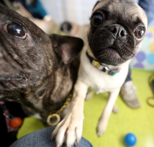 TREVOR HAGAN / WINNIPEG FREE PRESS
A meeting of pug enthusiasts and related breeds gathered at Central Bark on Portage Avenue, Sunday, February 17, 2019.