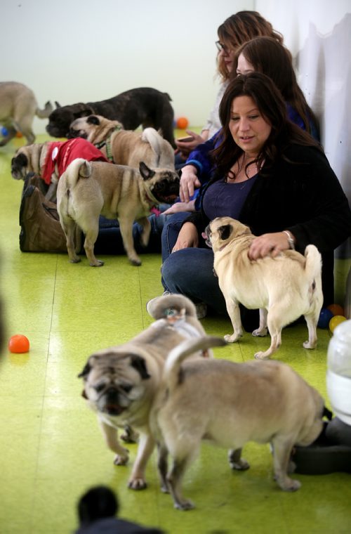 TREVOR HAGAN / WINNIPEG FREE PRESS
Michelle Berens at a meeting of pug enthusiasts and related breeds gathered at Central Bark on Portage Avenue, Sunday, February 17, 2019.