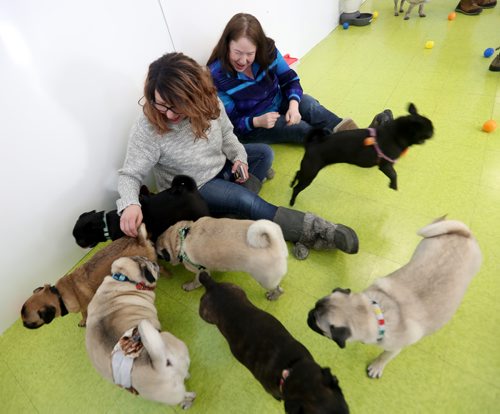 TREVOR HAGAN / WINNIPEG FREE PRESS
Tammy McKinnon, left, and Christine Rider at a meeting of pug enthusiasts and related breeds gathered at Central Bark on Portage Avenue, Sunday, February 17, 2019.