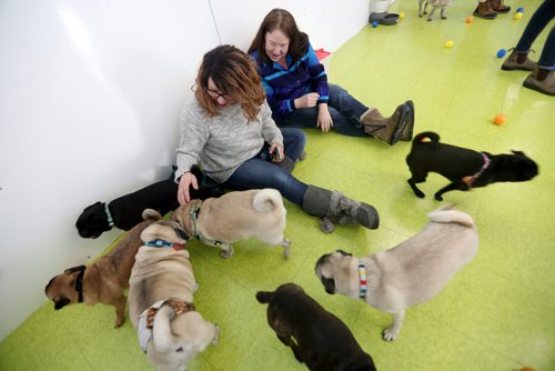 TREVOR HAGAN / WINNIPEG FREE PRESS
Tammy McKinnon, left, and Christine Rider at a meeting of pug enthusiasts and related breeds gathered at Central Bark on Portage Avenue, Sunday, February 17, 2019.