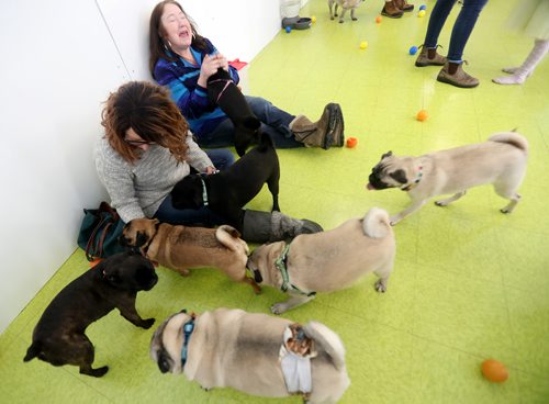 TREVOR HAGAN / WINNIPEG FREE PRESS
Tammy McKinnon, left, and Christine Rider at a meeting of pug enthusiasts and related breeds gathered at Central Bark on Portage Avenue, Sunday, February 17, 2019.