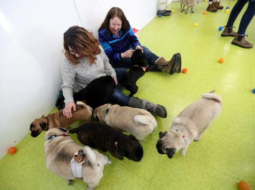 TREVOR HAGAN / WINNIPEG FREE PRESS
Tammy McKinnon, left, and Christine Rider at a meeting of pug enthusiasts and related breeds gathered at Central Bark on Portage Avenue, Sunday, February 17, 2019.