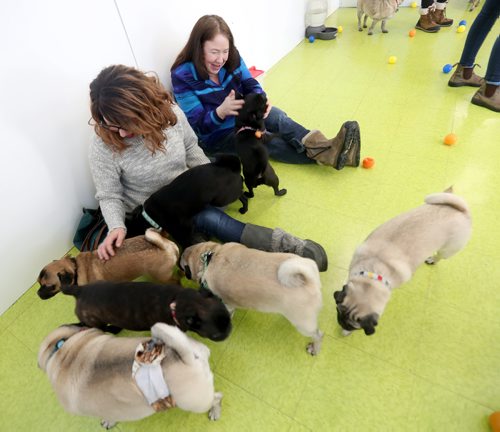 TREVOR HAGAN / WINNIPEG FREE PRESS
Tammy McKinnon, left, and Christine Rider at a meeting of pug enthusiasts and related breeds gathered at Central Bark on Portage Avenue, Sunday, February 17, 2019.