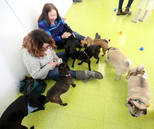 TREVOR HAGAN / WINNIPEG FREE PRESS
Tammy McKinnon, left, and Christine Rider at a meeting of pug enthusiasts and related breeds gathered at Central Bark on Portage Avenue, Sunday, February 17, 2019.