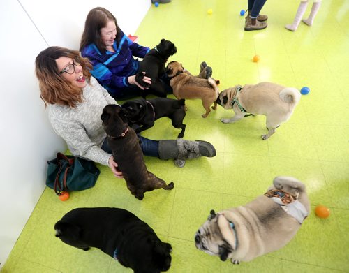 TREVOR HAGAN / WINNIPEG FREE PRESS
Tammy McKinnon, left, and Christine Rider at a meeting of pug enthusiasts and related breeds gathered at Central Bark on Portage Avenue, Sunday, February 17, 2019.