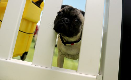 TREVOR HAGAN / WINNIPEG FREE PRESS
A meeting of pug enthusiasts and related breeds gathered at Central Bark on Portage Avenue, Sunday, February 17, 2019.