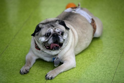 TREVOR HAGAN / WINNIPEG FREE PRESS
Harley at a meeting of pug enthusiasts and related breeds gathered at Central Bark on Portage Avenue, Sunday, February 17, 2019.