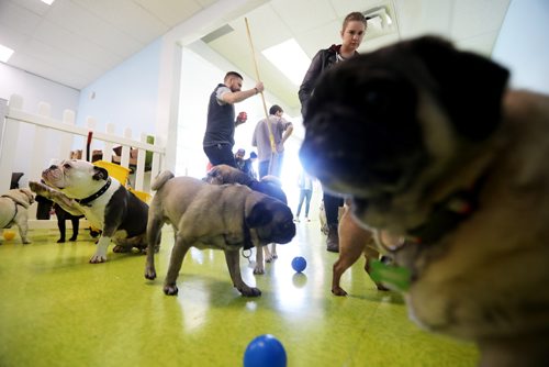 TREVOR HAGAN / WINNIPEG FREE PRESS
A meeting of pug enthusiasts and related breeds gathered at Central Bark on Portage Avenue, Sunday, February 17, 2019.