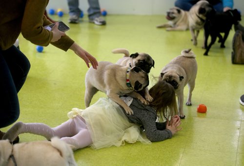 TREVOR HAGAN / WINNIPEG FREE PRESS
Stella Tessier, 4, is mobbed during a meeting of pug enthusiasts and related breeds gathered at Central Bark on Portage Avenue, Sunday, February 17, 2019.