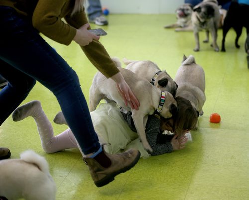 TREVOR HAGAN / WINNIPEG FREE PRESS
Stella Tessier, 4, is mobbed during a meeting of pug enthusiasts and related breeds gathered at Central Bark on Portage Avenue, Sunday, February 17, 2019.