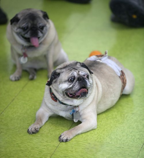 TREVOR HAGAN / WINNIPEG FREE PRESS
Hannah, top, and Harley, at a meeting of pug enthusiasts and related breeds gathered at Central Bark on Portage Avenue, Sunday, February 17, 2019.