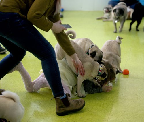 TREVOR HAGAN / WINNIPEG FREE PRESS
Stella Tessier, 4, is mobbed during a meeting of pug enthusiasts and related breeds gathered at Central Bark on Portage Avenue, Sunday, February 17, 2019.