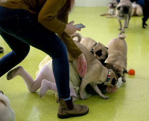 TREVOR HAGAN / WINNIPEG FREE PRESS
Stella Tessier, 4, is mobbed during a meeting of pug enthusiasts and related breeds gathered at Central Bark on Portage Avenue, Sunday, February 17, 2019.