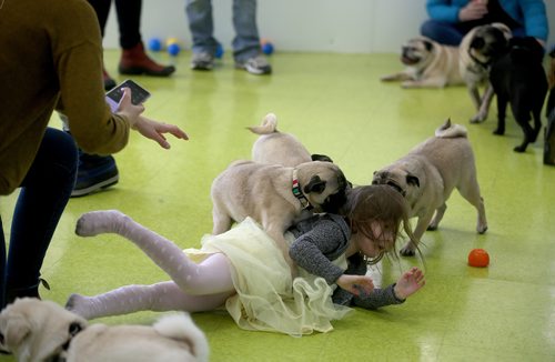 TREVOR HAGAN / WINNIPEG FREE PRESS
Stella Tessier, 4, is mobbed during a meeting of pug enthusiasts and related breeds gathered at Central Bark on Portage Avenue, Sunday, February 17, 2019.