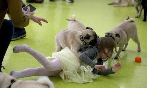 TREVOR HAGAN / WINNIPEG FREE PRESS
Stella Tessier, 4, is mobbed during a meeting of pug enthusiasts and related breeds gathered at Central Bark on Portage Avenue, Sunday, February 17, 2019.