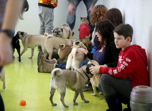 TREVOR HAGAN / WINNIPEG FREE PRESS
A meeting of pug enthusiasts and related breeds gathered at Central Bark on Portage Avenue, Sunday, February 17, 2019.