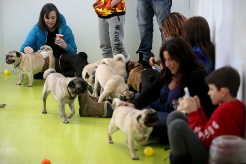 TREVOR HAGAN / WINNIPEG FREE PRESS
A meeting of pug enthusiasts and related breeds gathered at Central Bark on Portage Avenue, Sunday, February 17, 2019.