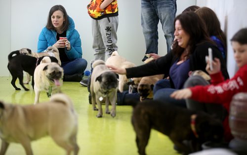 TREVOR HAGAN / WINNIPEG FREE PRESS
A meeting of pug enthusiasts and related breeds gathered at Central Bark on Portage Avenue, Sunday, February 17, 2019.