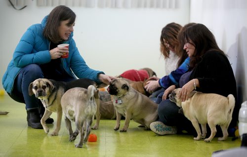 TREVOR HAGAN / WINNIPEG FREE PRESS
Toby McCrae, left, Tammy McKinnon and Christine Rider at a meeting of pug enthusiasts and related breeds gathered at Central Bark on Portage Avenue, Sunday, February 17, 2019.