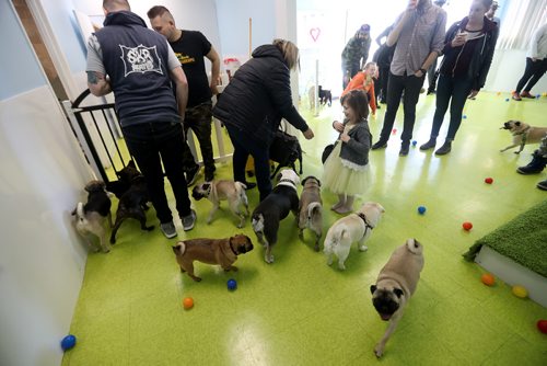 TREVOR HAGAN / WINNIPEG FREE PRESS
A meeting of pug enthusiasts and related breeds gathered at Central Bark on Portage Avenue, Sunday, February 17, 2019.