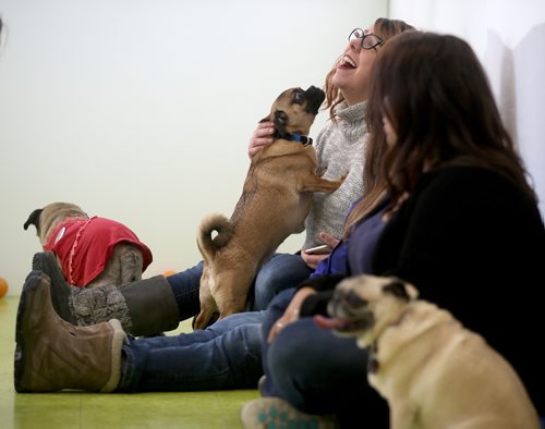 TREVOR HAGAN / WINNIPEG FREE PRESS
Tammy McKinnon and Christine Rider at a meeting of pug enthusiasts and related breeds gathered at Central Bark on Portage Avenue, Sunday, February 17, 2019.