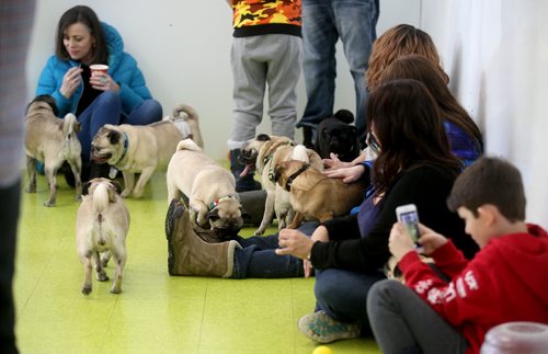 TREVOR HAGAN / WINNIPEG FREE PRESS
A meeting of pug enthusiasts and related breeds gathered at Central Bark on Portage Avenue, Sunday, February 17, 2019.