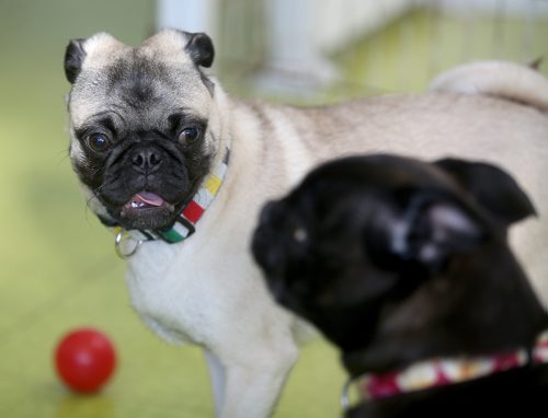 TREVOR HAGAN / WINNIPEG FREE PRESS
A meeting of pug enthusiasts and related breeds gathered at Central Bark on Portage Avenue, Sunday, February 17, 2019.