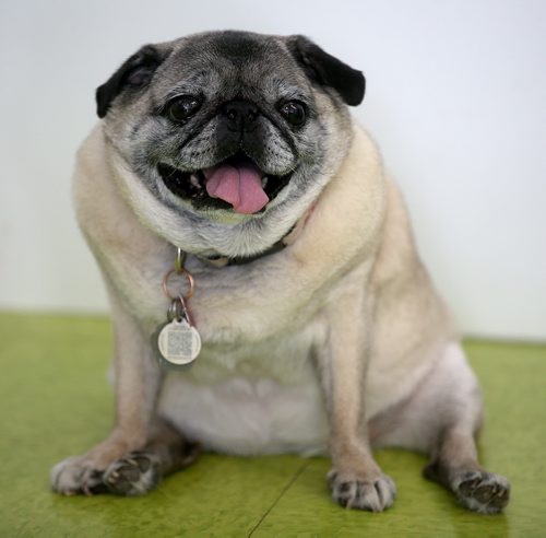 TREVOR HAGAN / WINNIPEG FREE PRESS
Hannah at a meeting of pug enthusiasts and related breeds gathered at Central Bark on Portage Avenue, Sunday, February 17, 2019.