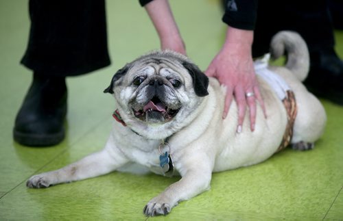 TREVOR HAGAN / WINNIPEG FREE PRESS
Harley at a meeting of pug enthusiasts and related breeds gathered at Central Bark on Portage Avenue, Sunday, February 17, 2019.