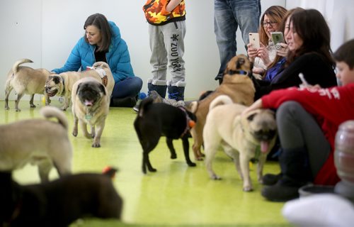 TREVOR HAGAN / WINNIPEG FREE PRESS
A meeting of pug enthusiasts and related breeds gathered at Central Bark on Portage Avenue, Sunday, February 17, 2019.