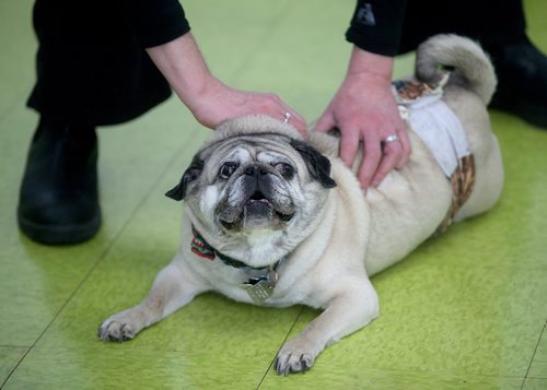 TREVOR HAGAN / WINNIPEG FREE PRESS
Harley at a meeting of pug enthusiasts and related breeds gathered at Central Bark on Portage Avenue, Sunday, February 17, 2019.