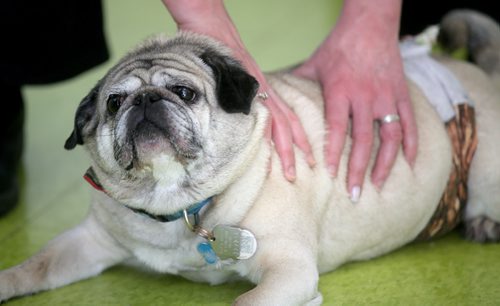 TREVOR HAGAN / WINNIPEG FREE PRESS
Harley at a meeting of pug enthusiasts and related breeds gathered at Central Bark on Portage Avenue, Sunday, February 17, 2019.