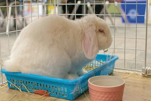 Canstar Community News Beaverlodge School students made a calendar of their school rabbit for a fundraiser. (EVA WASNEY/CANSTAR COMMUNITY NEWS/METRO)