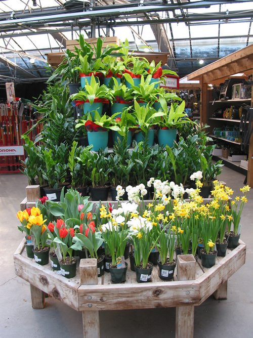 Canstar Community News Feb. 19, 2019 - This is one of the colourful floral displays on view at Shelmerdine Garden Centre, 7800 Roblin Blvd. in Headingley. (ANDREA GEARY/CANSTAR COMMUNITY NEWS)