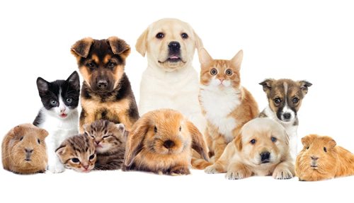 Canstar Community News set pets