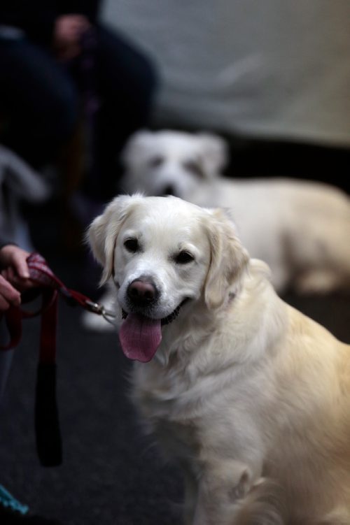 PHIL HOSSACK / WINNIPEG FREE PRESS -Lexi the British style golden retriever at the Animal Actors of Manitoba workshop. - February 26, 2019.